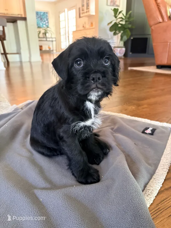 Little Bear – French Bulldog, Cockapoo puppy for sale in Wichita, KS