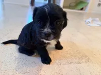 Tish (AKA Morticia), a female French Bulldog and Cockapoo for sale in Wichita, KS – 3 of 10