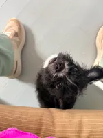 Tish (AKA Morticia), a female French Bulldog and Cockapoo for sale in Wichita, KS – 4 of 10