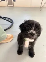 Tish (AKA Morticia), a female French Bulldog and Cockapoo for sale in Wichita, KS – 6 of 10