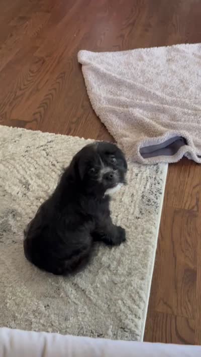 Tish (AKA Morticia), a female French Bulldog and Cockapoo for sale in Wichita, KS – 7 of 10