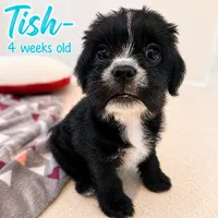 Tish (AKA Morticia), a female French Bulldog and Cockapoo for sale in Wichita, KS – 2 of 10