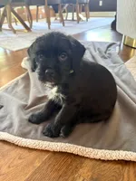 Little Bear, a male French Bulldog and Cockapoo for sale in Wichita, KS – 3 of 9