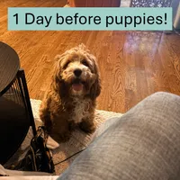 Little Bear, a male French Bulldog and Cockapoo for sale in Wichita, KS – 9 of 9