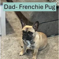 Tish (AKA Morticia), a female French Bulldog and Cockapoo for sale in Wichita, KS – 8 of 10