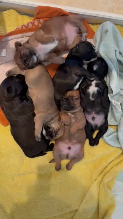 Little Bear, a male French Bulldog and Cockapoo for sale in Wichita, KS – 5 of 9