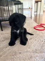 Little Bear, a male French Bulldog and Cockapoo for sale in Wichita, KS – 7 of 9