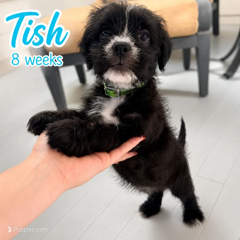 Tish (AKA Morticia) – French Bulldog, Cockapoo puppy for sale in Wichita, KS