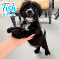 Tish (AKA Morticia), a female French Bulldog and Cockapoo for sale in Wichita, KS – 1 of 10