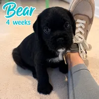 Little Bear, a male French Bulldog and Cockapoo for sale in Wichita, KS – 4 of 9
