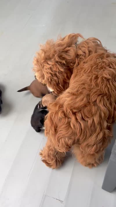 Little Bear, a male French Bulldog and Cockapoo for sale in Wichita, KS – 6 of 9