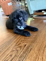 Little Bear, a male French Bulldog and Cockapoo for sale in Wichita, KS – 2 of 9