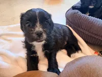 Tish (AKA Morticia), a female French Bulldog and Cockapoo for sale in Wichita, KS – 5 of 10