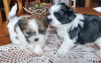 Bruno, CKC puppy/Pedigree Ready on 5/30/26, a male Shih Tzu for sale in Murphy, NC – 3 of 6