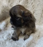 Teddy, a male Shih Tzu for sale in Murphy, NC – 3 of 6