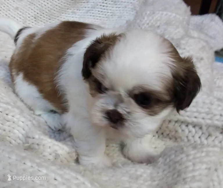 Daisy – Shih Tzu puppy for sale in Murphy, NC