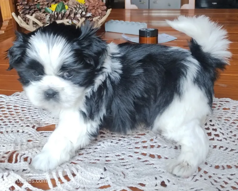 Bruno, CKC puppy/Pedigree Ready on 5/30/26 – Shih Tzu puppy for sale in Murphy, NC