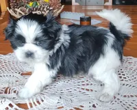 Bruno, CKC puppy/Pedigree Ready on 5/30/26, a male Shih Tzu for sale in Murphy, NC – 1 of 6