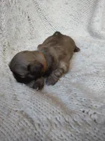 Sugar, a female Shih Tzu for sale in Murphy, NC – 7 of 9