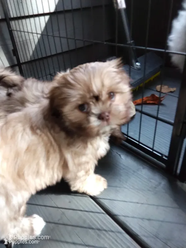 Candy – Shih Tzu puppy for sale in Murphy, NC