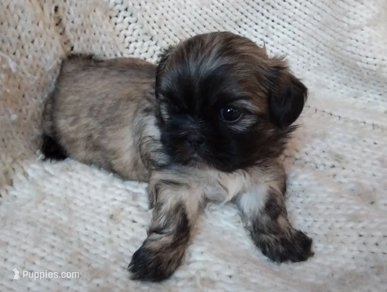 Oliver – Shih Tzu puppy for sale in Murphy, NC
