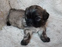 Oliver, a male Shih Tzu for sale in Murphy, NC – 1 of 1