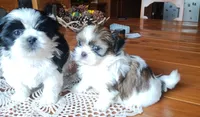 Max, CKC, Pedigree, 3 Colors, liver puppies. Home raised., a male Shih Tzu for sale in Murphy, NC – 4 of 7