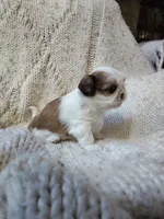 Daisy, a female Shih Tzu for sale in Murphy, NC – 4 of 4
