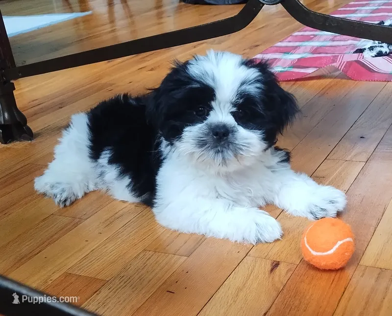 Bruno, CKC puppy/Pedigree Ready on 5/30/26 – Shih Tzu puppy for sale in Murphy, NC