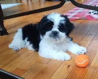 Bruno, CKC puppy/Pedigree Ready on 5/30/26, a male Shih Tzu for sale in Murphy, NC – 1 of 10