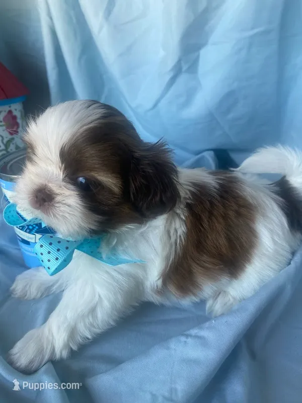 Oliver – Shih Tzu puppy for sale in Murphy, NC