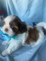 Oliver, CKC Registered Pedigree, Home raised, a male Shih Tzu for sale in Murphy, NC – 1 of 9