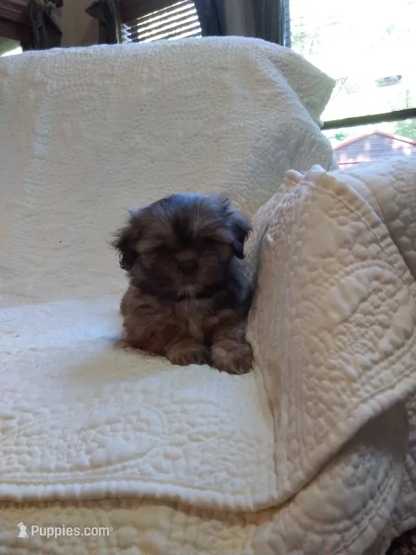 Candy – Shih Tzu puppy for sale in Murphy, NC