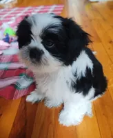 Bruno, CKC puppy/Pedigree Ready on 5/30/26, a male Shih Tzu for sale in Murphy, NC – 3 of 10