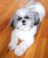 Max, CKC, Pedigree, 3 Colors, liver puppies. Home raised., a male Shih Tzu for sale in Murphy, NC – 6 of 7