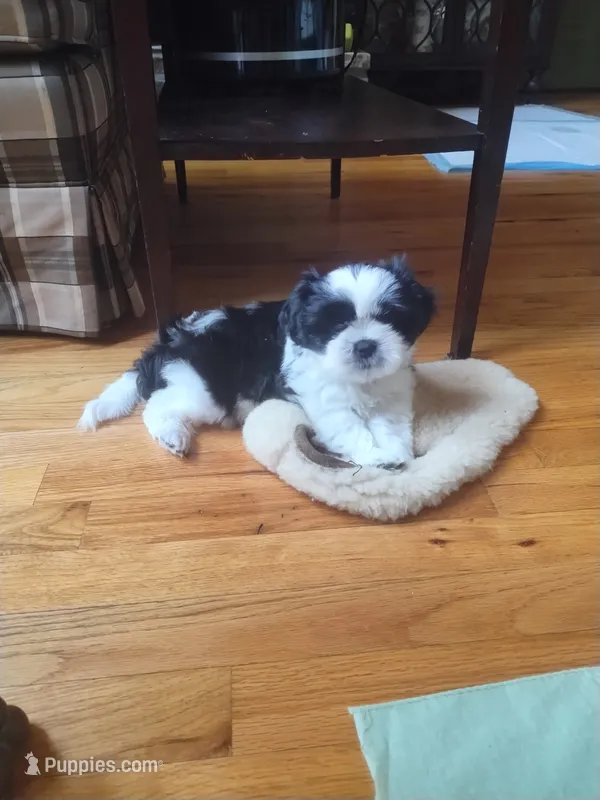 Bruno, CKC puppy/Pedigree Ready on 5/30/26 – Shih Tzu puppy for sale in Murphy, NC