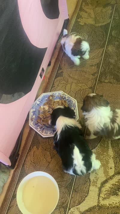 Oliver, a male Shih Tzu for sale in Murphy, NC – 4 of 6
