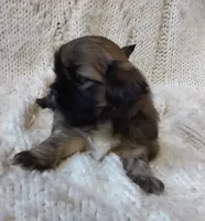 Teddy, a male Shih Tzu for sale in Murphy, NC – 4 of 6