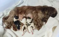 Max, CKC, Pedigree, 3 Colors, liver puppies. Home raised., a male Shih Tzu for sale in Murphy, NC – 7 of 7