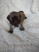 Sugar, a female Shih Tzu for sale in Murphy, NC – 4 of 9