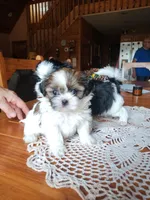 Max, CKC, Pedigree, 3 Colors, liver puppies. Home raised., a male Shih Tzu for sale in Murphy, NC – 3 of 7