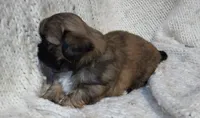 Teddy, a male Shih Tzu for sale in Murphy, NC – 5 of 6