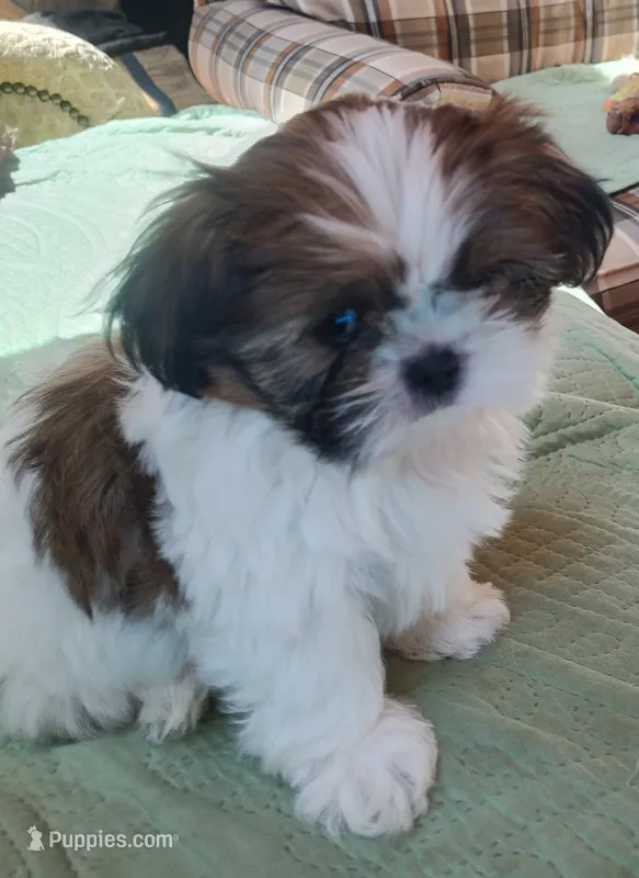 Max, CKC, Pedigree, 3 Colors, liver puppies. Home raised. – Shih Tzu puppy for sale in Murphy, NC