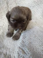 Sugar, a female Shih Tzu for sale in Murphy, NC – 8 of 9