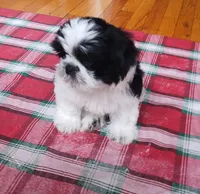 Bruno, CKC puppy/Pedigree Ready on 5/30/26, a male Shih Tzu for sale in Murphy, NC – 2 of 10