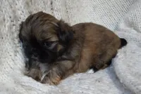 Teddy, a male Shih Tzu for sale in Murphy, NC – 6 of 6