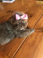 Oliver, CKC Registered Pedigree, Home raised, a male Shih Tzu for sale in Murphy, NC – 9 of 9