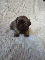 Sugar, a female Shih Tzu for sale in Murphy, NC – 5 of 9
