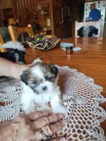 Max, CKC, Pedigree, 3 Colors, liver puppies. Home raised., a male Shih Tzu for sale in Murphy, NC – 2 of 7