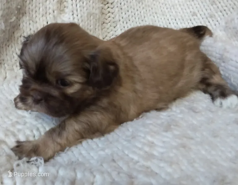 Sugar – Shih Tzu puppy for sale in Murphy, NC